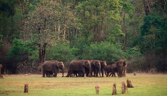Day 2 – Masinagudi – Mudumalai – Bandipur Safari